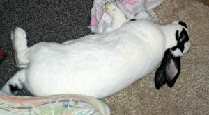 Kal-El, performing the trick known as Dead Bunny Flop. No, he was't dead here - just very relaxed. He was good at being relaxed.